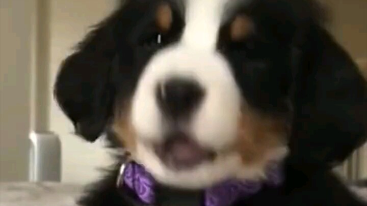 Unilaterally declared: The Bernese Mountain Dog is the cutest little pup!