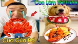 Thú Cưng Vlog | Tứ Mao Ham Ăn Đại Náo Bố #11 | Chó gâu đần thông minh vui nhộn | Smart dog funny pet