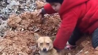 Identifikasi Video Anjing Populer 5 di Internet-Anak VS Gembala Jerman