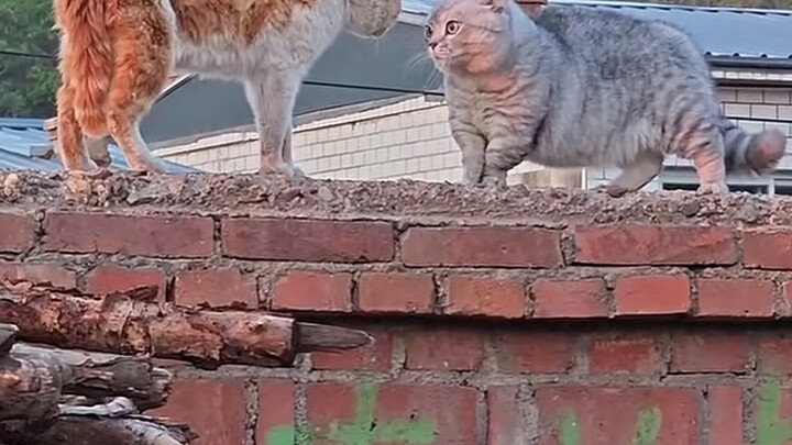 Orange Cat: I don’t even want to talk about those few steps you ran over here.