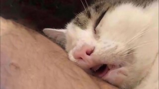 Mari kita lihat seberapa lama kalian bisa menahan tawa dari video kucing lucu ini