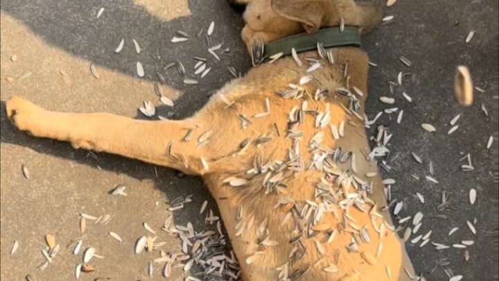 “The little dog stays silent, simply picking up sunflower seed shells without a word.”