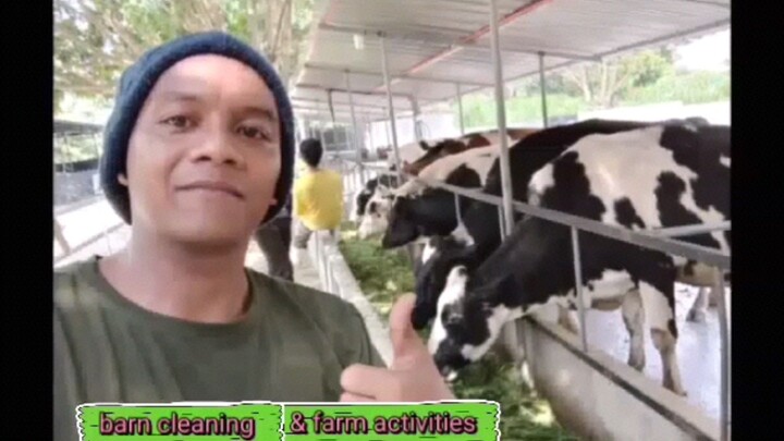 my experience of dairying as an training student