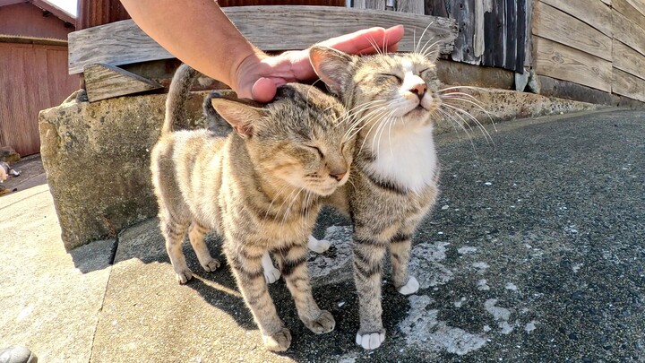 Banyak kucing lucu saling menepuk kepala sebagai salam