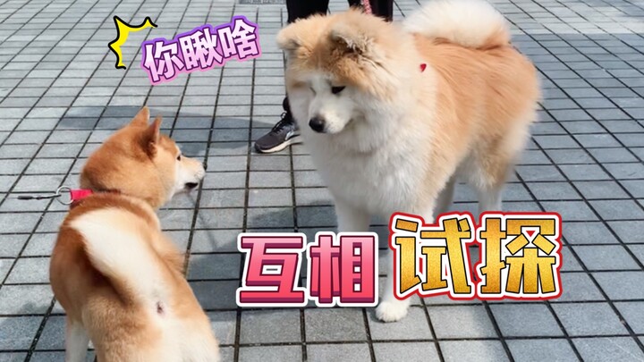 所以，秋田犬为什么会没朋友