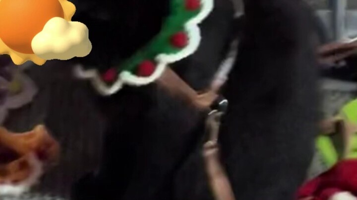 Hats are two yuan each, but the kitten is not for sale!