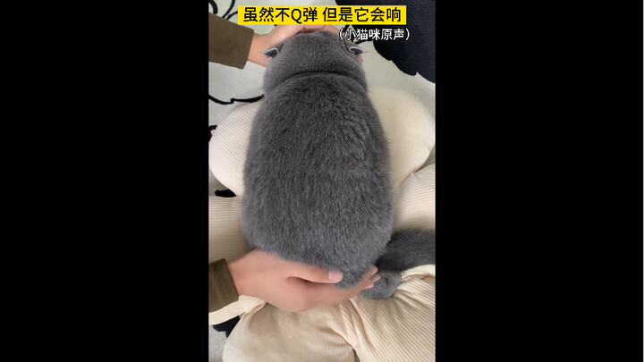 虽然我的猫不Q弹但是自带音效