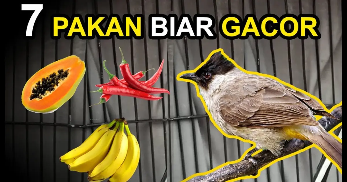Makanan Burung Kutilang 7 Makanan Burung KUTILANG Agar CEPAT GACOR dan Cara Pemeberiannya - Bstation
