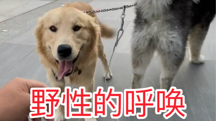 Xiao Hei has the qualifications to be a leader dog, he has the call of the wild