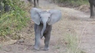 The baby elephant, who hadn't gotten used to his trunk yet, got furious when he realized he was bein