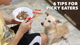 PICKY EATER NA ASO | Solusyon at Dahilan sa Asong Ayaw Kumain