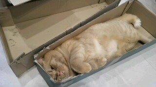 What on earth did I just buy?