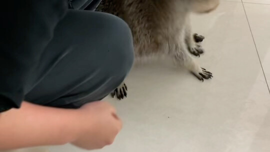 وجدتُ طريقة لترويض الراكون المزوّد بالزي الرسمي: أمسكه من الرقبة!