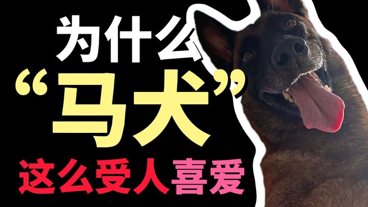 Mengapa anjing pemburu jenis German Shepherd sangat digemari?