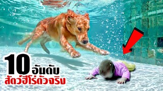 10 สัตว์ฮีโร่ใจถึง!! เข้ามาช่วยชีวิตคน (ซาบซึ้งมาก..)