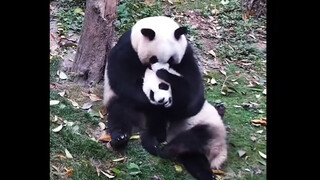 【Panda】You are still a baby in mother's eyes