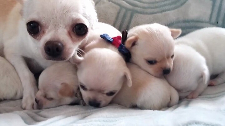 ครอบครัวชิวาวา คุณแม่ดูแลไม่ไหวแล้ว