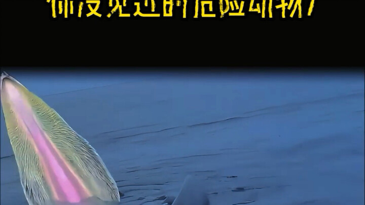 Hewan berbahaya yang belum pernah Anda lihat