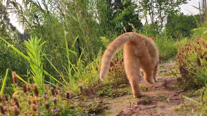 I want to be a cat running in the sunset!