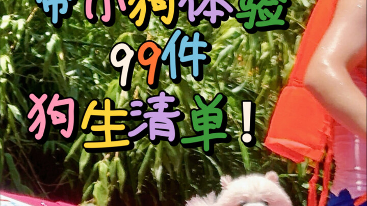 VLO Dog | 99 Hal yang Bisa Dilakukan Bersama Anjing Kecil