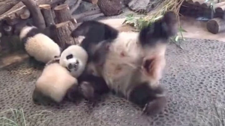 [Panda Mengmeng]Bullied Tossed to The Ground Why Not Learn From Jiao?