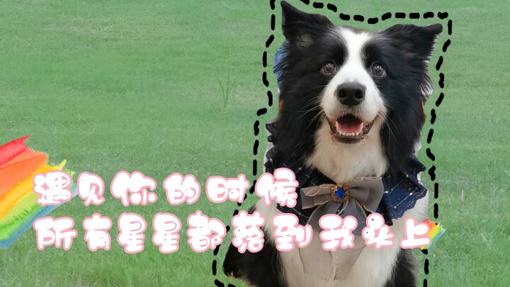 【บอร์เดอร์คอลลี่ลูน่า】เจ้าหญิงอึ๊งน่ารักที่สุดในโลก!