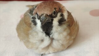 [นกกระจอก] ส่องใกล้สุดๆ ดูนกกระจอกตัวกลมค่อยๆ หลับไป