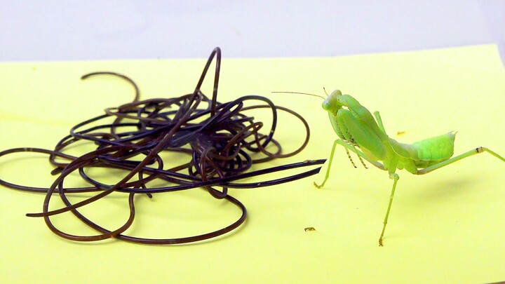 [Animals]When a mantis meets piles of horsehair worms