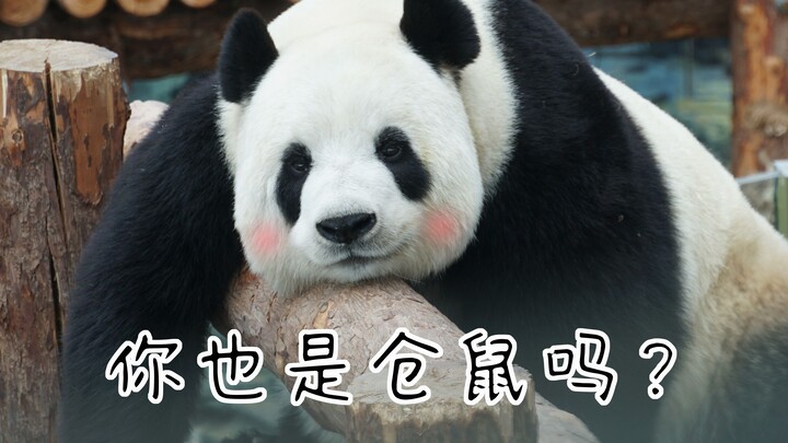 【大熊猫飞云】我是一颗动感饭团！