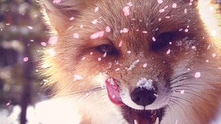 Búa đá Hoa Thành, chúng giống hệt nhau! ! !