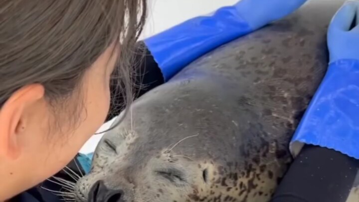 عانق الباندا!