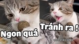 Vì bạc hà mèo lần đầu tiên Đao Lạc giành đồ vs Manny 😂 | Pets TV