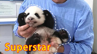[Animals]The first panda born in France: Yuan Meng