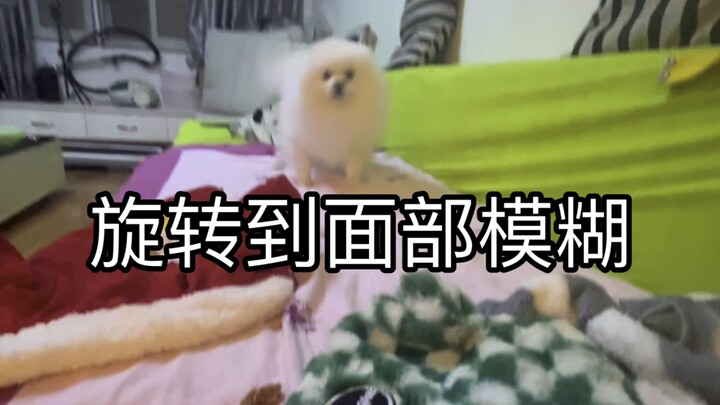 Momen Berputar Penuh Kegembiraan Si Anak Anjing