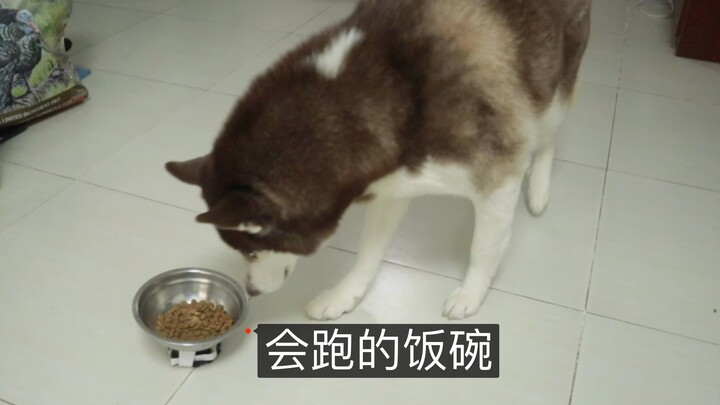 What happens when a Husky sees a dog bowl that runs away every time it tries to eat?