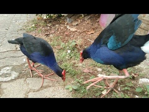 BELUM DI KASIH MAKAN PAGI BURUNG MANDAR BIRU INI LANGSUNG MANDIRI CARIMAKAN RIMPUT
