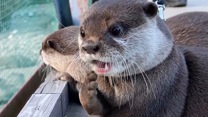 Ding~ Is this the little otter emoji pack you wanted?