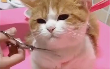 Đời vô khả luyến