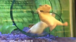 【动物配音】别跑了快停一下啊啊啊啊啊啊啊啊啊