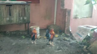 Bruce Barnett sweater broodstag full brother 8 months