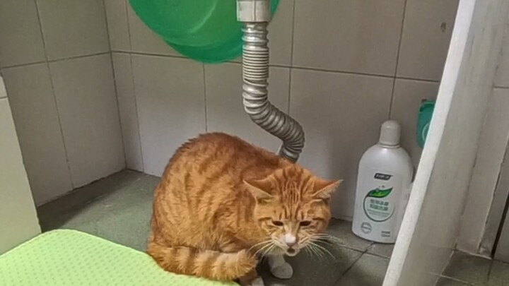 #Cats’ Confusing Behavior #Cats Forced to Work #Orange Cat #Cat Gently Cooperates During Bath Time