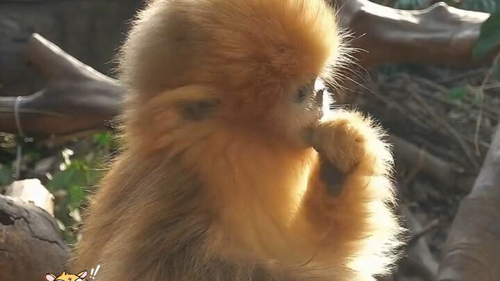 The golden snub-nosed monkey is so cute!!