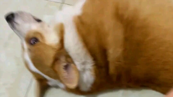 A dog says goodnight with you.