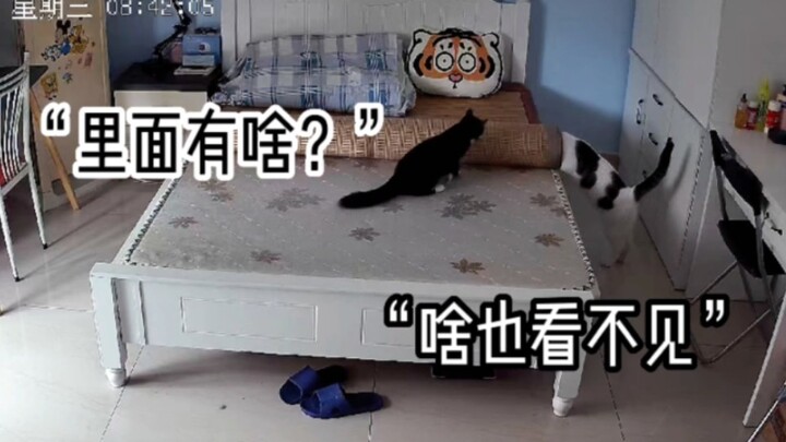 Sequel to "The Cat-Eating Bamboo Mat Incident"