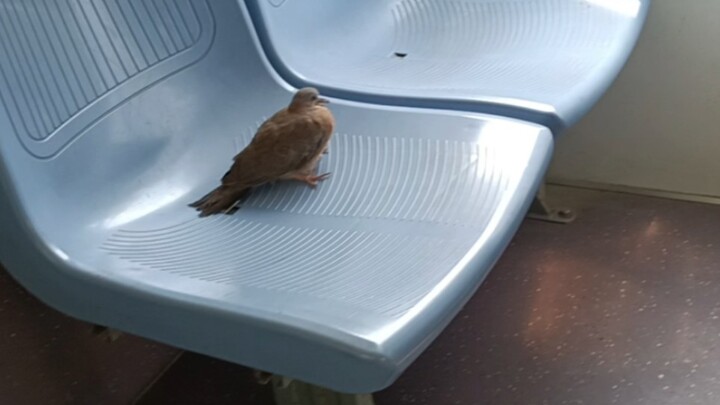 How did you fly in, brother?