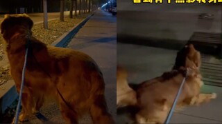 A woman was suspected of being followed when she went out to walk her dog in the middle of the night