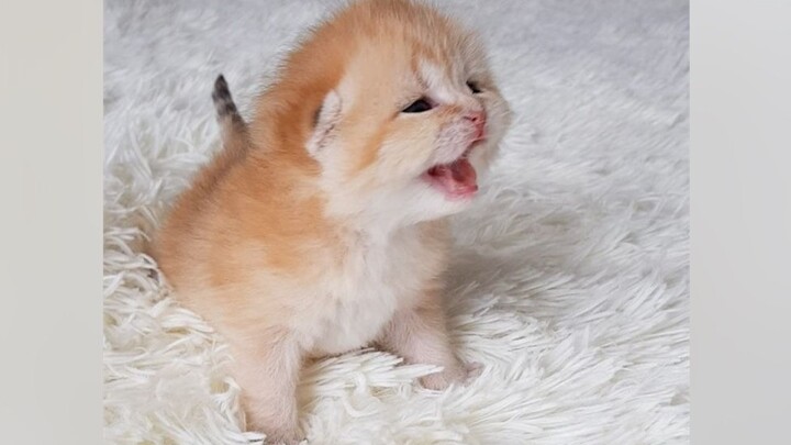 Warning: Please turn down the volume—here comes the little lion's roar!