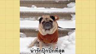 เพื่อนตัวน้อยแสนซน : น่ารักปุ๊กปิ๊กที่สุด