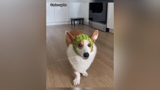 Boss nhà ai chưa có nón dưa hấu ? Các sen đâu, vào việc đê  😆 fyp funny vuinhon chómèohàihước funnydog chó_cưng pet thúcưng