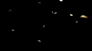 Share Hiệu Ứng Bướm Bay (16:9) Cực Đẹp | Share Beautiful Butterfly Effect (16: 9) | Anh Tú Effect